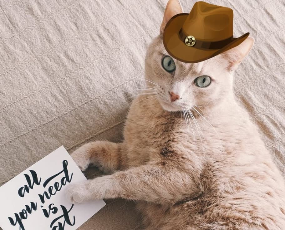 котик-ковбой