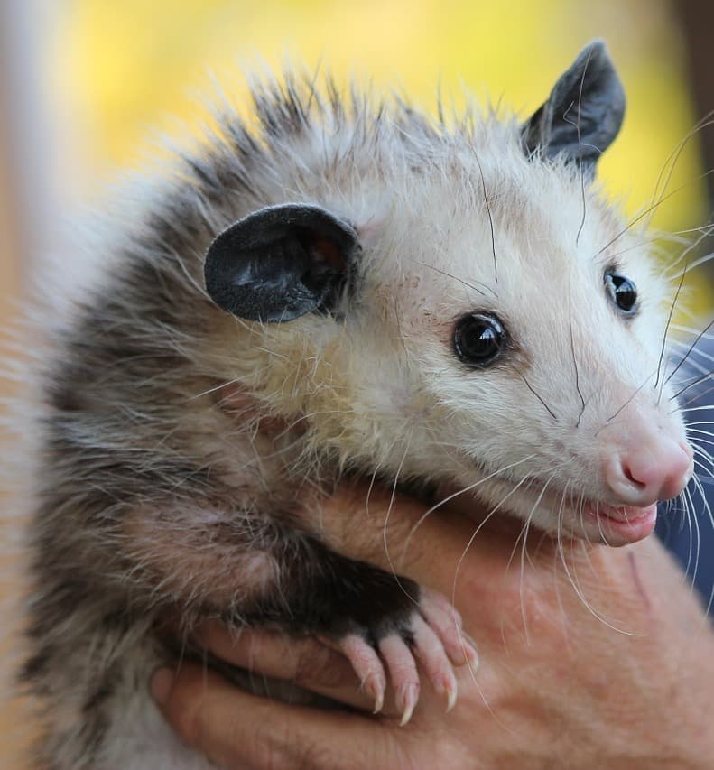 Possum